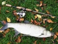 bass.jp Janpeter