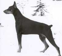 dobermann-pedigrees.com Janric