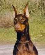 foxfiredobermans.com Janric