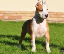 astidog.ru Jantal