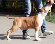 astidog.ru Jantal