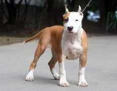 astidog.ru Jantal