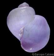 gastropods.com Janthina