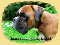 gaster-schloss.de Jantos