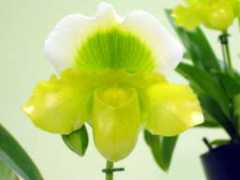 orchidweb.jp Janual
