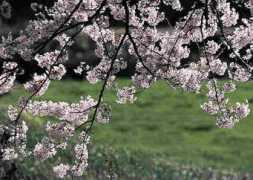 svnursery.com Japanes