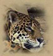 nuestraedad.com.mx Japaze