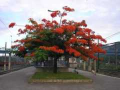 panoramio.com Japeri