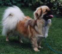 avigdor-tibetan-spaniels.com Japhia