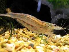 Japonica