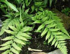 Japonica