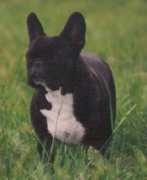 bullie.dk Jaquella