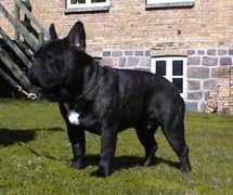 bullie.dk Jaquella