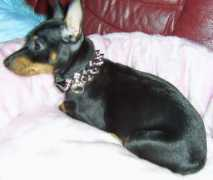 minpin.dk Jaquenette