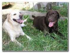 my-labrador.com Jarchi