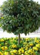 proyectos.habitissimo.es Jardineros