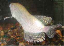 badmanstropicalfish.com Jardini