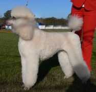 capanashstandardpoodles.com Jaredo