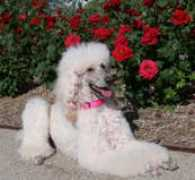 capanashstandardpoodles.com Jaredo
