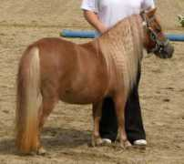 shettys-aus-bayern.de Jarissa