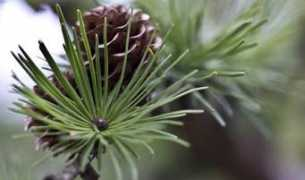 fotothing.com Jaroslavas