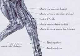 attelagepeda.info Jarreta