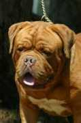dogzonline.com.au Jarton