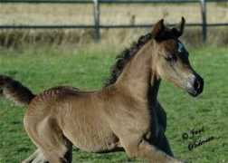 ja-arabians.dk Jasana