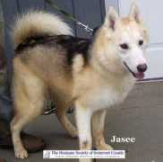 Jasee