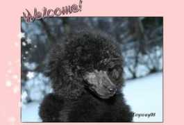 ebonyhills.fi Jashira
