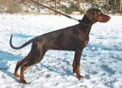 dobermann-review.com Jashma
