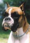dogsk.sk Jashma