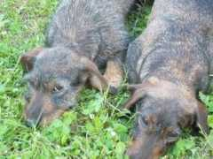 Jasla