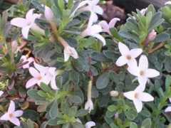youngbloodnursery.com Jasminea