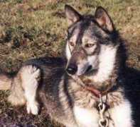 huskycolors.com Jasmini