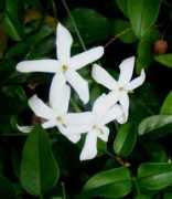 Jasminum