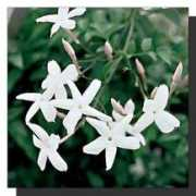 Jasminum