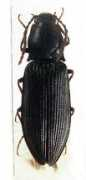 elateridae.com Jasoni