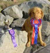digbytollers.se Jasoo