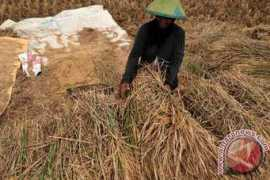 antaranews.com Jateng