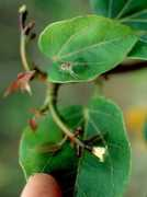 Jatr