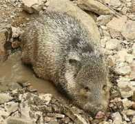 odyssei.com Javalina