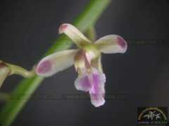 orchidenthusia.com Javanica