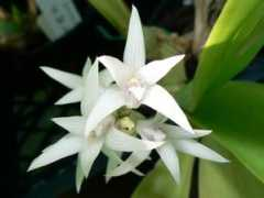 orchidsonline.com.au Javanica