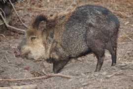 itsnature.org Javelina