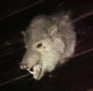 images35.com Javelina