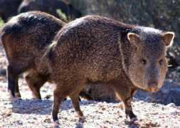 itsnature.org Javelina