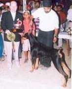 dogsindia.com Javinder