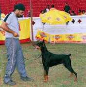 dogsindia.com Javinder