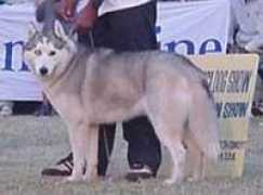 dogsindia.com Javinder